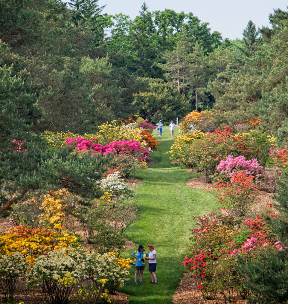 (Azaleas) Fuji X-T5 116mm f5.6 1/170s ISO125