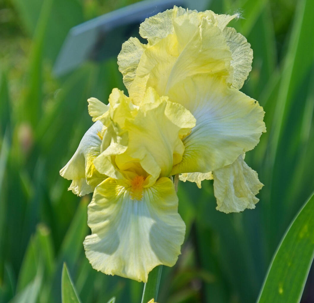 (Iris) Fuji X-T5 83mm f/5.6 1/150s ISO125