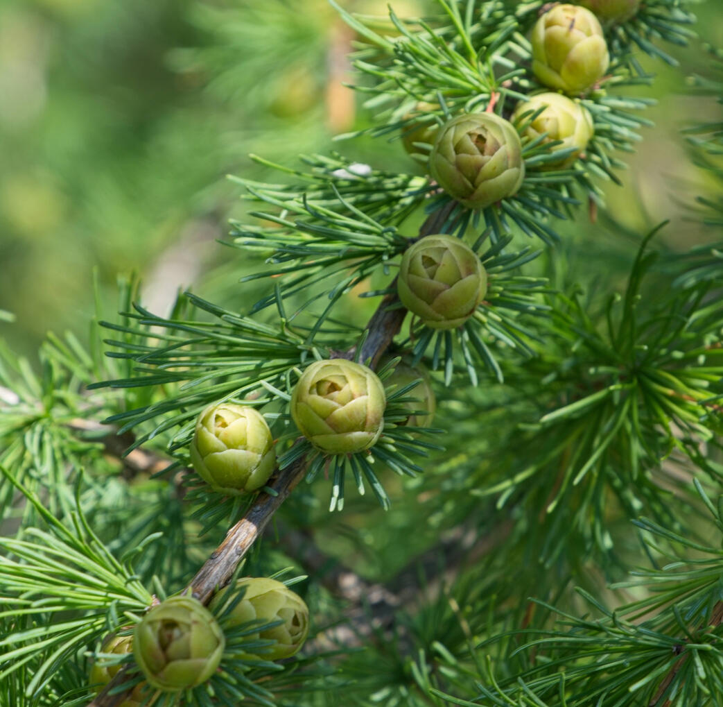 (Tamarack) Fuji X-T5 122mm f/8 1/120s ISO125